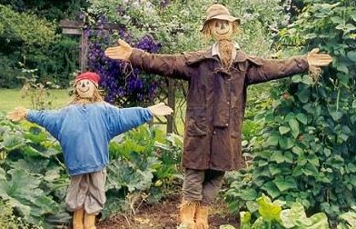 Ornamental Scarecrows