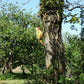 Wooden Woodpecker Garden Sculpture