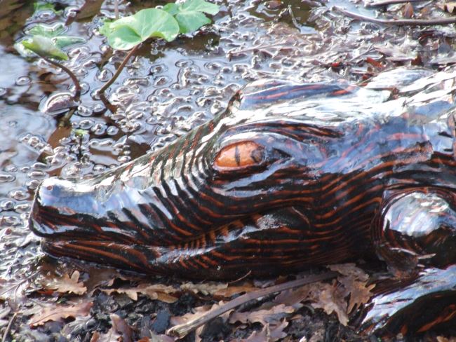 Wooden Crocodile