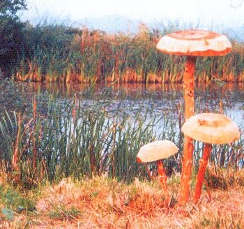 Parasol Wooden Mushrooms (group of three)